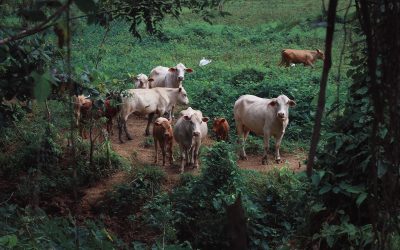 De la granja al consumidor: SAT Margá como garante de la calidad en GrazeMaster