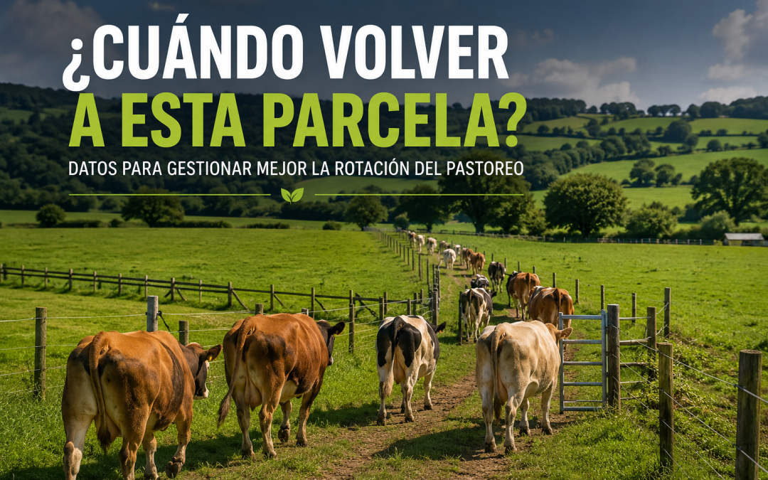 ¿Cuándo debe volver el ganado a una parcela? Datos para gestionar mejor la rotación del pastoreo